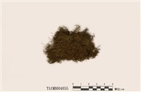 藏品(腋苞苔)的圖片